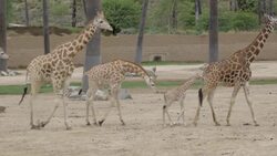 Watch as a Brand-New Baby Giraffe Takes His First Steps Instructional Video