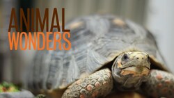 Yucca the Watch Tortoise Instructional Video
