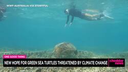 One Good Thing: Research Shows Hope in Sea Turtle "Man Drought" News Clip