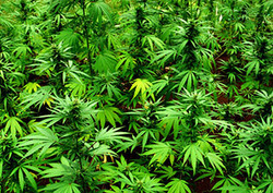 Harmful Drugs: Cannabis Instructional Video