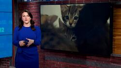 NYC Health Department investigating bird flu cases in 2 cats News Clip