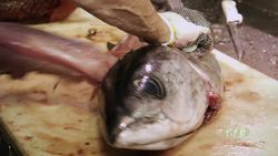 Expert Techniques for Filleting Albacore Tuna Instructional Video