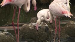 Why Parenting in a Flamingo Household is a Little Different Instructional Video