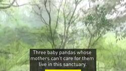 Sanctuary for baby pandas News Clip