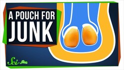 Why Yapoks Need a Pouch for Their Junk Instructional Video