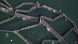 Escaped Atlantic salmon could destabilize Pacific marine life News Clip