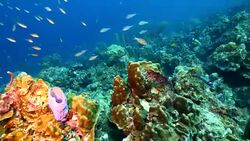 Seascape of coral reef in the Caribbean Sea around Curacao at dive site Groote with various corals and sponges Stock Footage