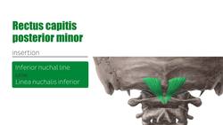 Suboccipital muscles Instructional Video