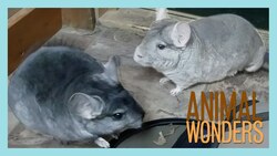 Chinchilla Introduction Instructional Video