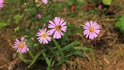 Cosmos flower (Cosmos Bipinnatus) with blurred background - Stock video
Plant, Aster, Beauty, Beauty In Nature, Blossom Stock Footage