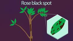 Fungal Diseases Instructional Video