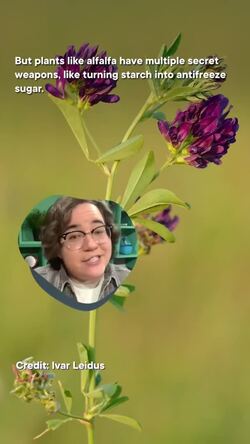 How do plants keep their roots cozy? #shorts #science #SciShow Instructional Video