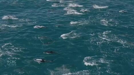 Rare footage shows 'super pod' of 2,000 dolphins off California