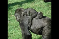 Cute Baby Animals | Kids Learning Videos Instructional Video