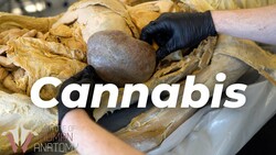 Understanding the Endocannabinoid System: How Cannabis Affects the Body Instructional Video