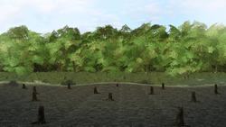 Deforestation in Brazil's Amazon is at the highest level a decade Instructional Video