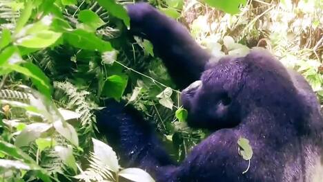 Gorillas: Behavior, Social Structure, and Survival
