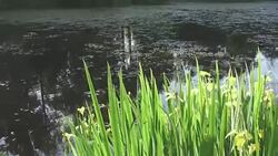 Irises on the bank of the lake in sunny day Stock Footage