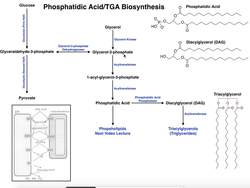 Lipid Biosynthesis Biosynthesis of Phosphatidic Acid and Triacylglycerols Instructional Video