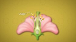 I WONDER - How Do Flowering Plants Reproduce? Instructional Video