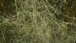 A tangle of spider threads Stock Footage