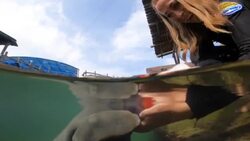 VOICED : Un manatí huérfano en las ciénagas de Colombia News Clip