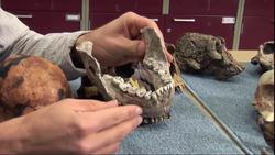 If These Teeth Could Talk - Science Nation Instructional Video