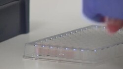 Scientist working with samples in a lab to test coronavirus treatments News Clip