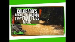 Colorado's Bright Yellow River, and Why Fruit Flies Mate Instructional Video