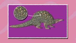 I WONDER - What Is A Pangolin? Instructional Video