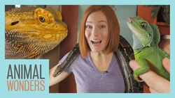 All Of Our Reptiles! Instructional Video
