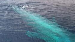 I WONDER - What Is The Biggest Animal In The World? Instructional Video