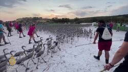 Spain's flamingos face climate change threat News Clip
