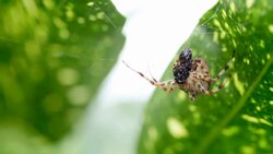 Garden Spider Eating Prey Stock Footage