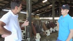 CLEAN : Farmers in Saint-Martin-en-Haut install giant fans to cool their dairy cows News Clip