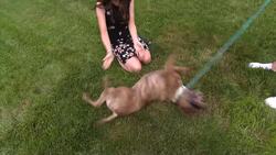 Paws & Pals: Dogs up for adoption at Posh Pets Rescue on July 1 News Clip