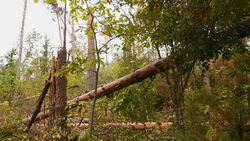 Broken forest after powerful hurricane Stock Footage