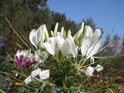 Gymnosperms and Angiosperms: Grouping Angiosperms Instructional Video