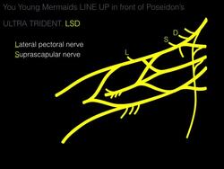 Drawing the Brachial Plexus Instructional Video
