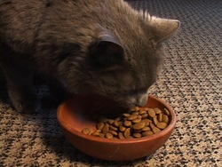 ¿Qué es un mamífero?: introducción Instructional Video