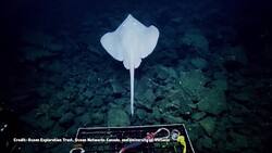 Fly Through The Water Like a Deep Sea Skate Instructional Video