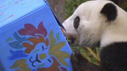 Come Celebrate Giant Panda Mr. Wu’s 4th Birthday! Instructional Video
