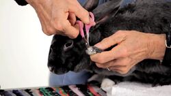 How to Trim Your Pet Rabbit's Nails Instructional Video