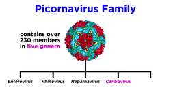 The Common Cold (Rhinovirus) Instructional Video