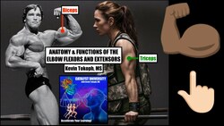 Anatomy & Functions of the Elbows Flexors & Extensors Instructional Video