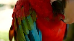 Close up of Red Amazon Scarlet Macaw parrot or Ara macao, in tropical jungle forest. Wildlife Colorful selective focus portrait of bird with vibrant feathers from exotic nature. Stock Footage