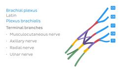 Main nerves of the upper limb Instructional Video