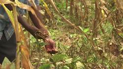 Kenyan farmer: locusts have eaten everything News Clip
