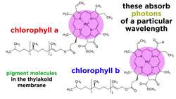 Photosynthesis: Light Reactions and the Calvin Cycle Instructional Video