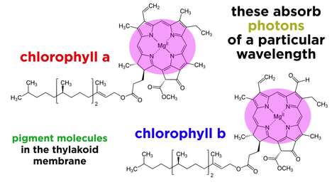 Photosynthesis: Light Reactions and the Calvin Cycle